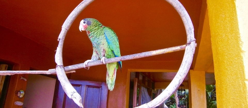 Lola - Villa Paradiso's Parrot - Baracoa Cuba