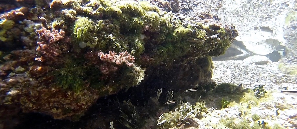 Mapurisí underwater Baracoa Cuba