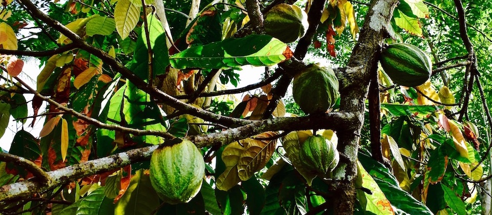 Cacao • Baracoa Cuba
