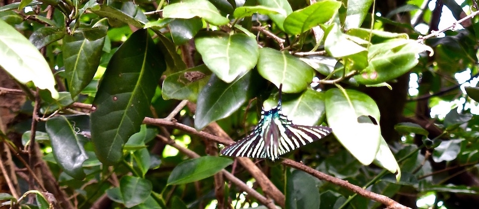 Butterfly on Pozo Azul trail • Maisi • Baracoa Cuba