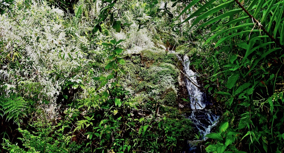 Quibijan Cuchillas del Toa Baracoa Cuba