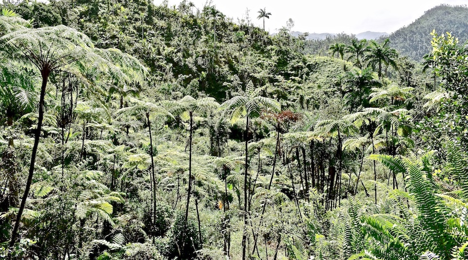 Tree ferns • Quibijan • River Toa • Baracoa Cuba