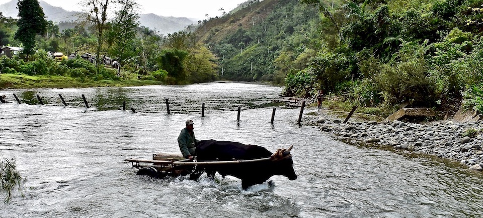 Ox crosses river Quibijan • Baracoa Cuba