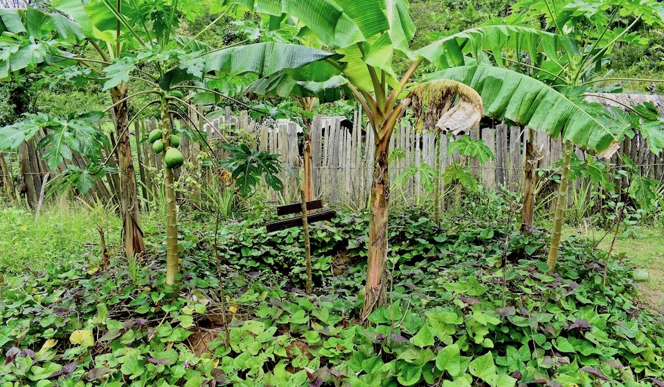 Permaculture • Quibijan • Baracoa Cuba