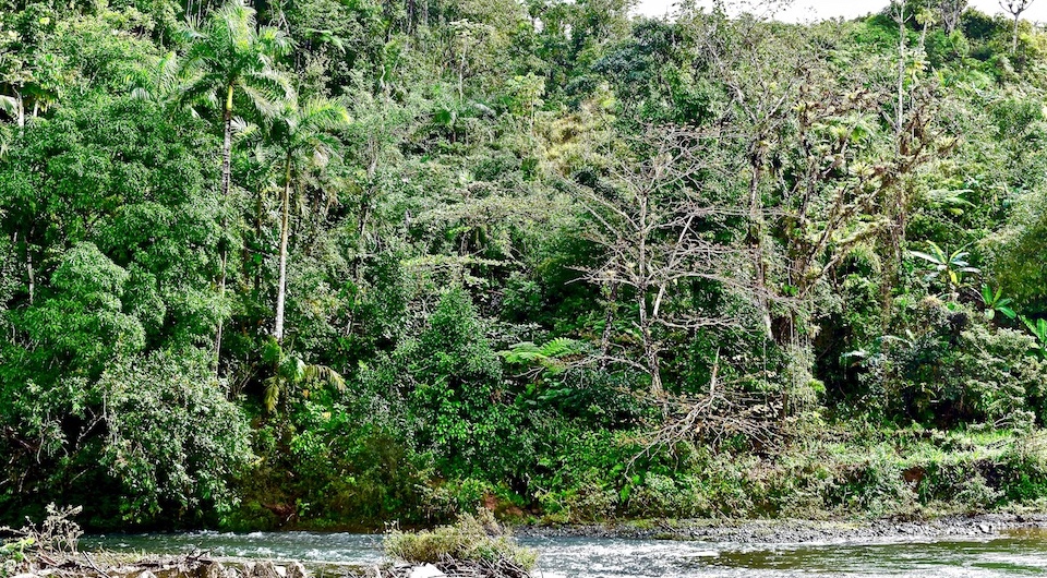 Cuchillas del Toa Biosphere Reserve Baracoa Cuba