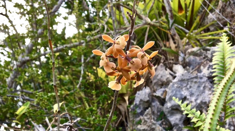 Epidendrum anceps • Baracoa Cuba (Orchid, Orquídea, Orchidée)