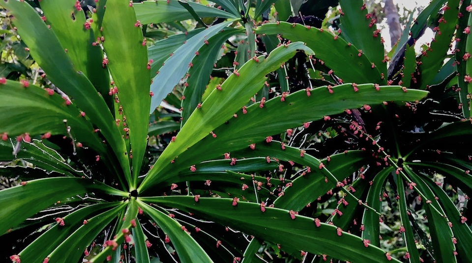 Phyllanthus epiphyllanthus • Baracoa Cuba