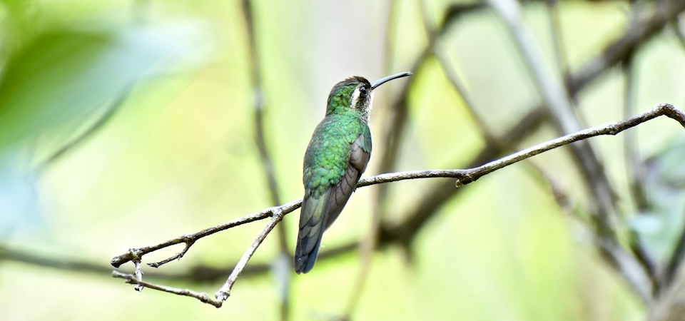 Cuban Emerald (Chlorostilbon ricordii) • Zunzún • Émeraude de Ricord • Birding Oiseaux Aves • Baracoa Cuba
