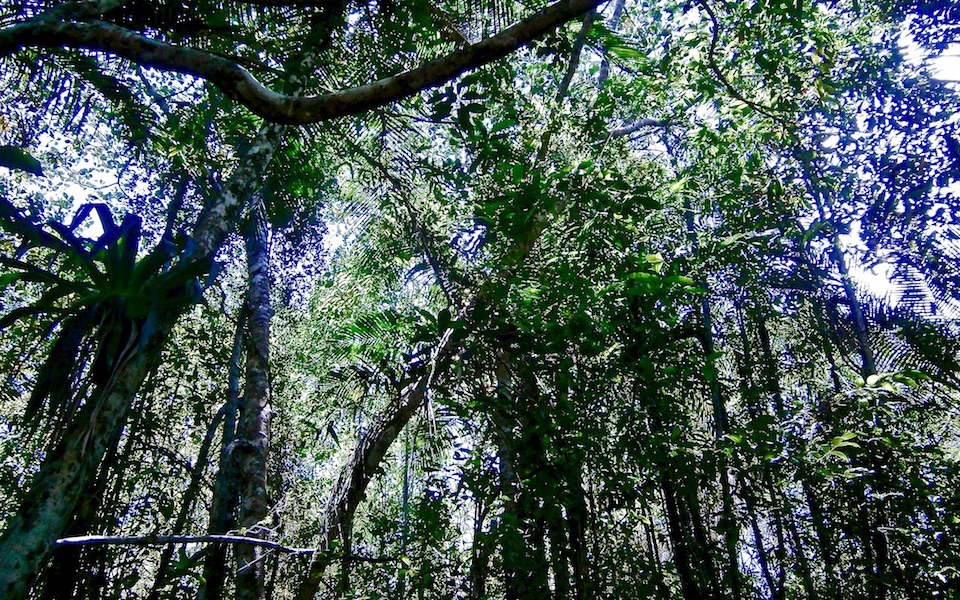 Tropical Rain Forest Baracoa Cuba