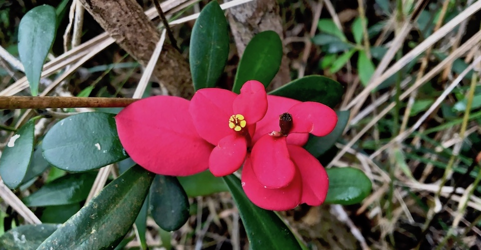 Euphorbia helenae • Baracoa Cuba