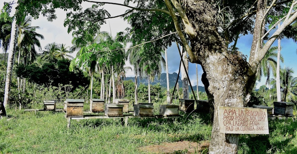 Honey AgriTourism Baracoa Cuba