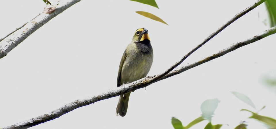 Yellow-faced Grassquit (Tiaris olivaceus) • Tomeguín de la tierra • Cici grand-chanteur • Birding Oiseaux Aves • Baracoa Cuba