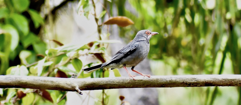 Red-legged Thrush (Turdus plumbeus plumbeus) • Zorzal • Merle vantard • Birding Oiseaux Aves • Baracoa Cuba