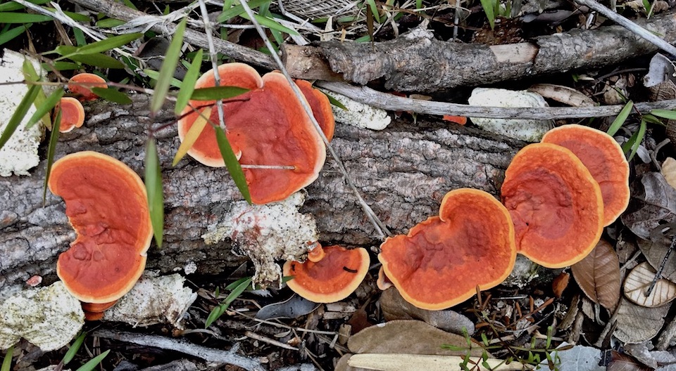 Fungi Hongos Champignons • Baracoa Cuba