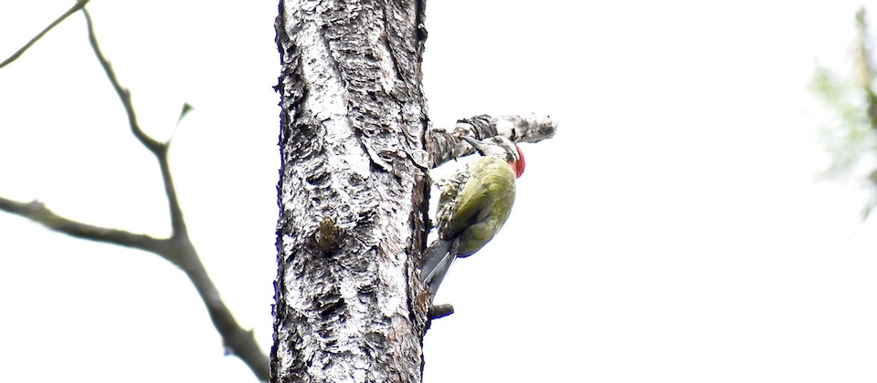 Cuban Green Woodpecker (Xiphidiopicus percussus) • Carpintero verde • Pic poignardé • Birding Oiseaux Aves • Baracoa Cuba