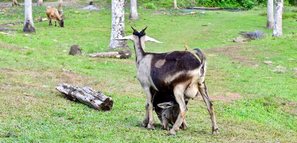 Agritourisme Baracoa Cuba