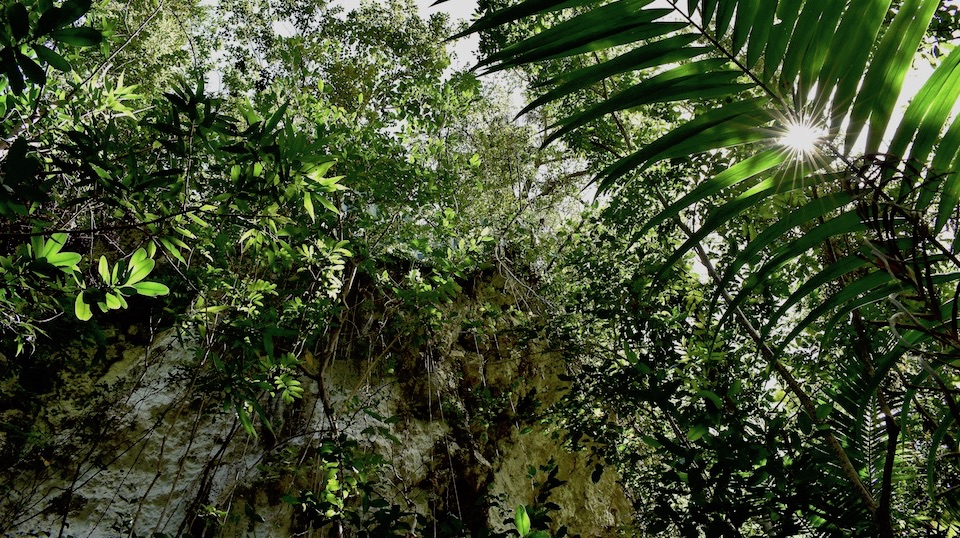 Karst Flora Baracoa Cuba