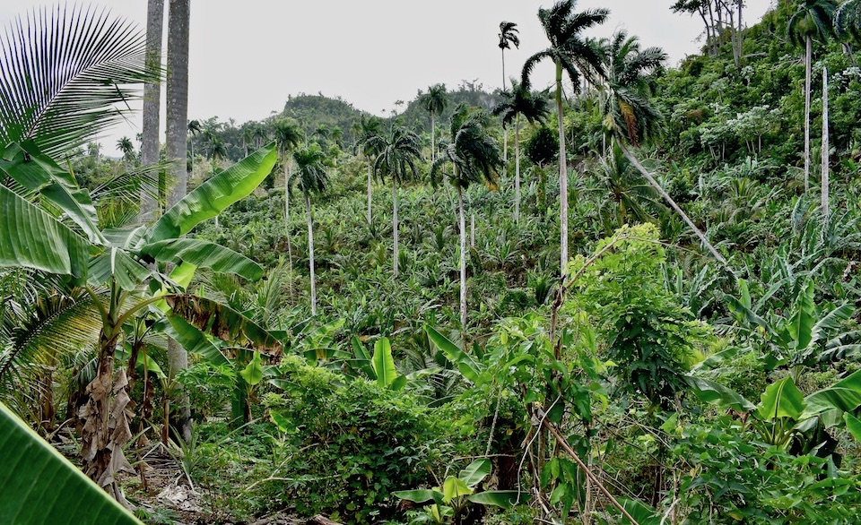Finca ecológica Baracoa Cuba Eco Farm Ferme écologique