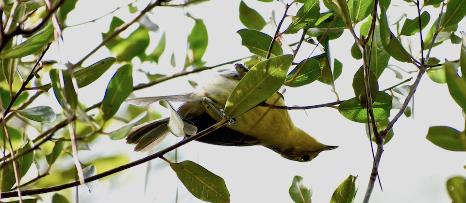 Oriente Warbler (Teretistri fornsi) • Pechero • Paruline d'Oriente • Birding Oiseaux Aves • Baracoa Cuba