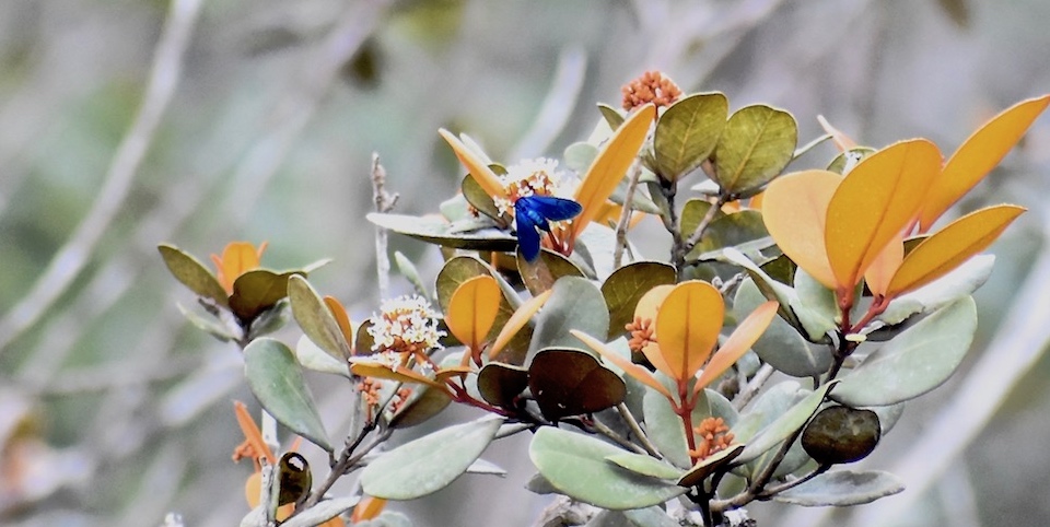 Melanchroia chephise moth on Guapira rufescens tree • Baracoa Cuba
