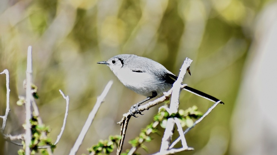 El Castillo Ambulante – Komorebi Birds