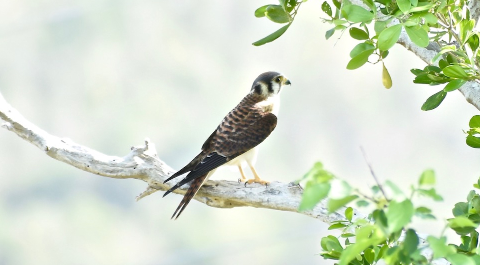 Cernícalo • American Kestrel • Crécerelle d'Amérique (Falco sparverious sparveroides) • Cuba • Birding Birdwatching Aves Oiseaux Pajareo