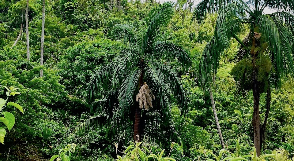 Roystonea violacea • Maisi • Baracoa • Cuba