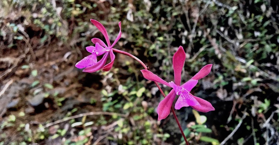 Encyclia moebusii • Orchid Orchidée Orquídea • Baracoa Cuba