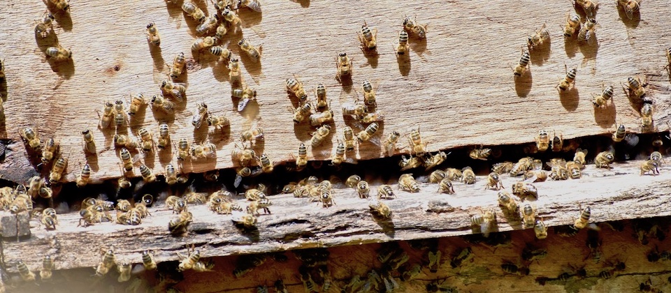 Apiculture Cuba Beekeeping Apicultura Baracoa