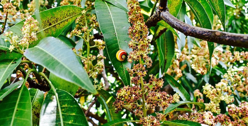 Mango Flowers for Cuban Honey • Baracoa Miel Cuba