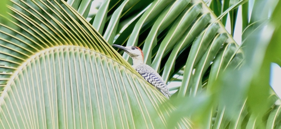 West Indian Woodpecker • Pic à sourcils noirs • Baracoa Cuba