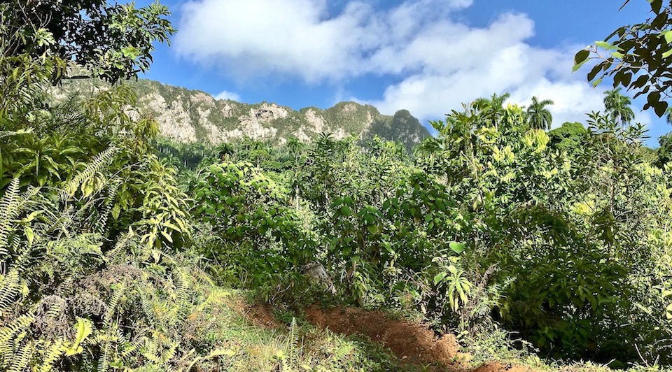 El Yunque Baracoa Cuba Honey Miel