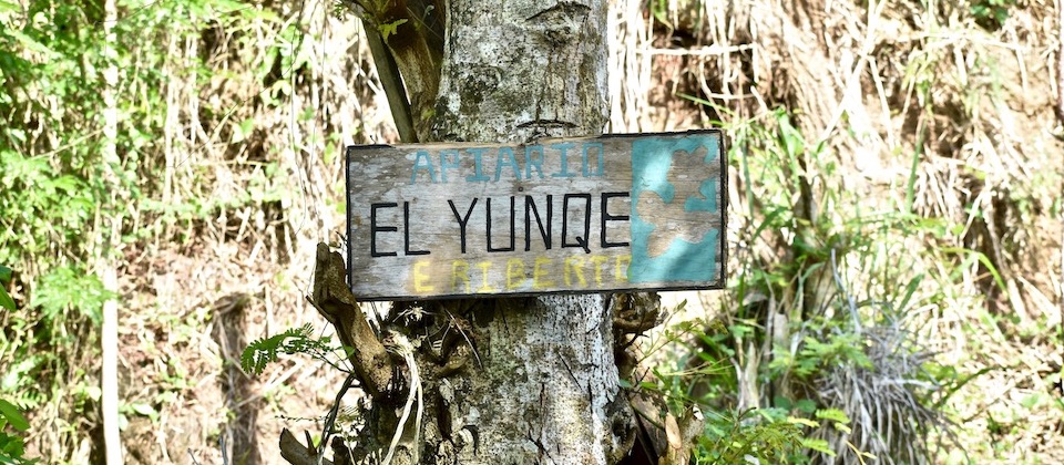 Colmenar El Yunque Baracoa Cuba