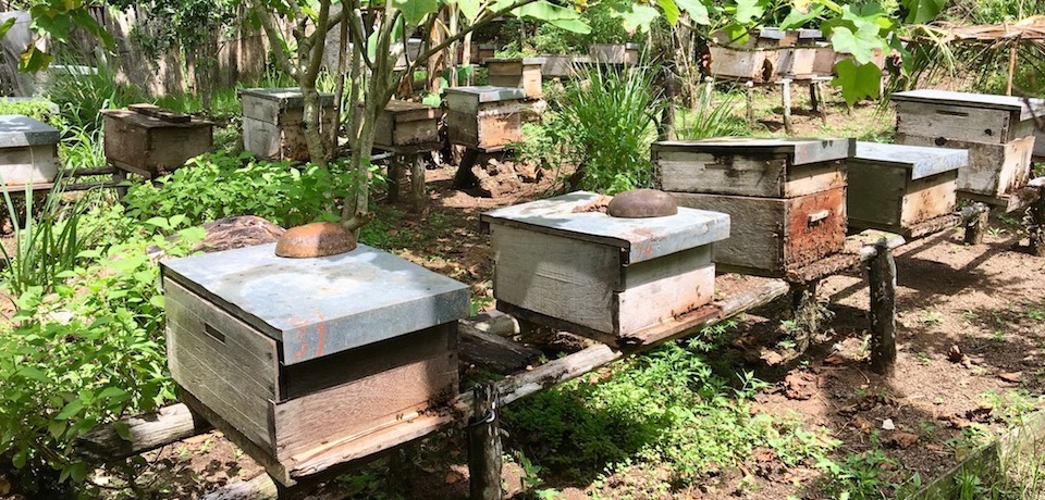 Cuba Honey Bee Hives Baracoa Miel