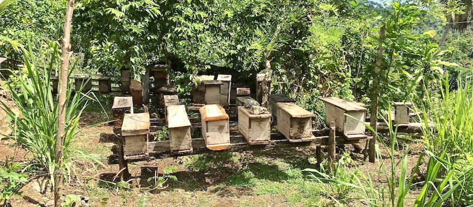 Miel Cuba Abeilles Reines Baracoa