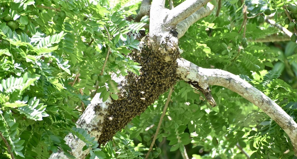 Abejas Baracoa Cuba