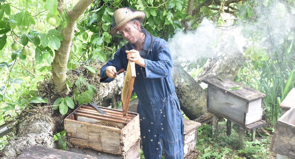 Cuba's Tasty Honey – Baracoa's Beekepers | Villa Paradiso