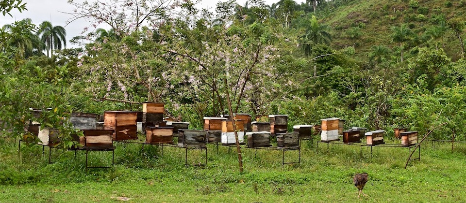 Cuban honey in Baracoa • Miel cubain • Cuba