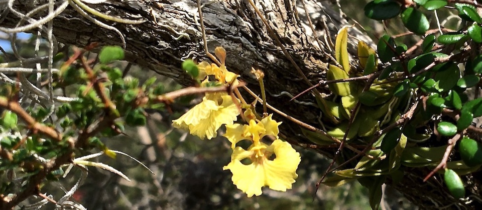 Delicate, Wild Orchids in Baracoa, Cuba | Villa Paradiso