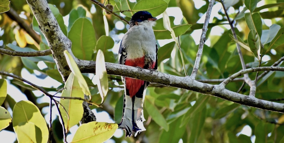 Tocororo (Priotelus temnurus) Baracoa Eastern Cuba Birding Birdwatching Pajareo Oiseaux Ornithologie