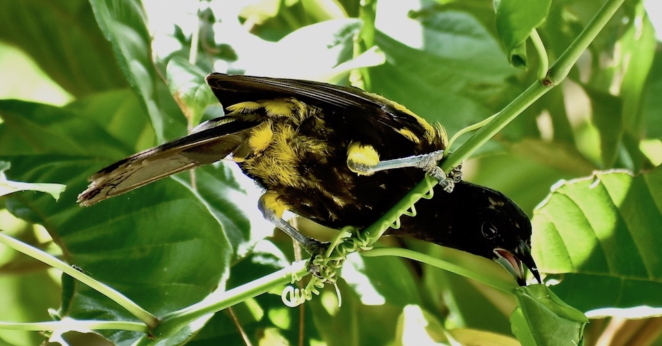 Icterus melanopsis Birdwatching Baracoa Eastern Cuba Birding Oiseaux Pajareo