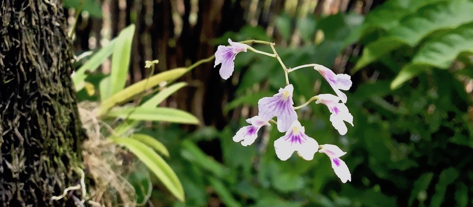 Ionopsis utricularoides Orchid Orchidée Baracoa Cuba Orquídea