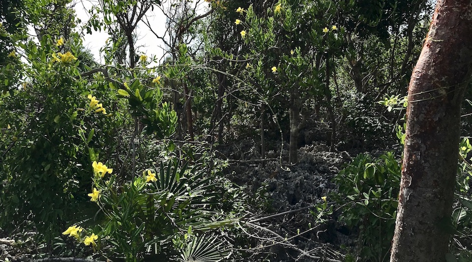 Dry Evergreen Forest Coastal Karst Baracoa Eastern Cuba