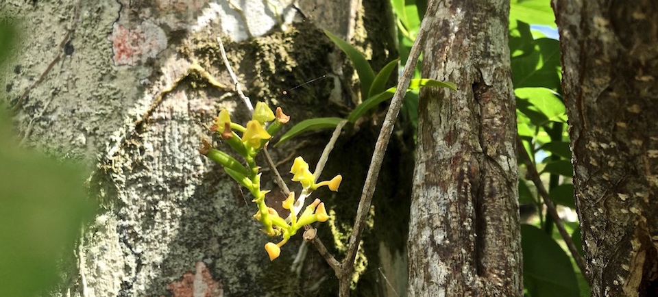 Polystachia concreta Orchid Orchidée Baracoa Cuba Orquídea