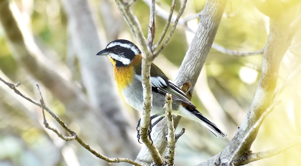 Spindalis zena pretrei Oiseaux Birding Baracoa Eastern Cuba Birdwatching Pajareo Aves