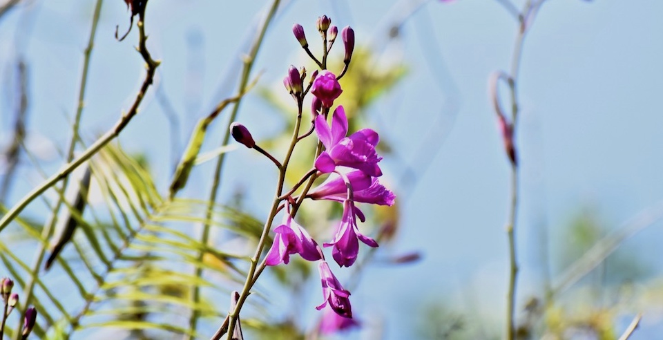 Bletia patula Orchid Orchidée Baracoa Cuba