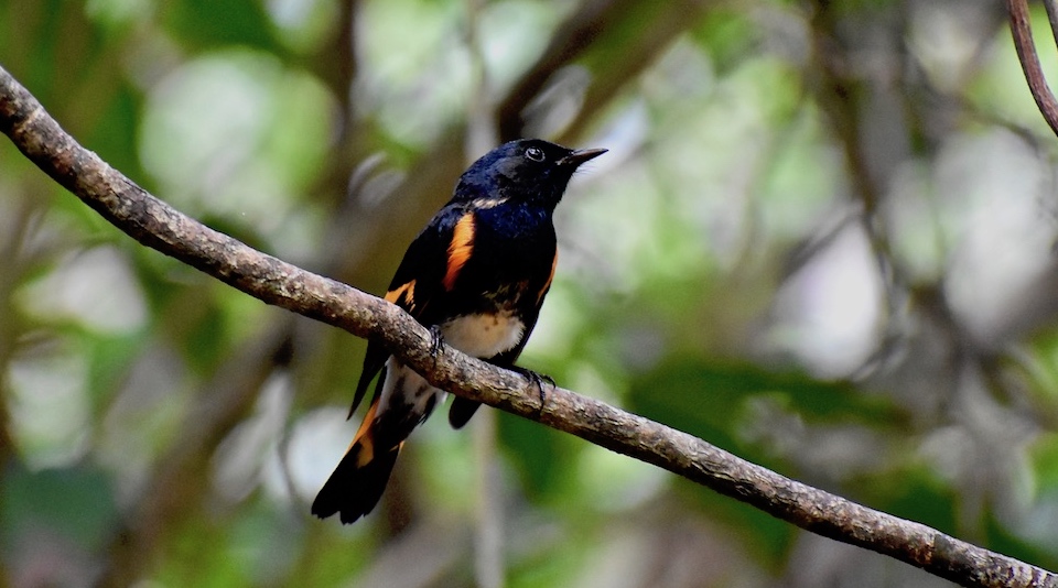 Setophaga ruticilla Oiseaux Birding Baracoa Eastern Cuba Birdwatching Pajareo Aves