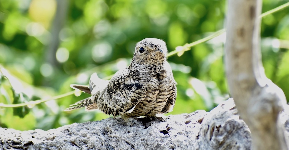 Chordeiles gundlachii Baracoa Eastern Cuba Birdwatching Oiseaux Birding Pajareo Aves