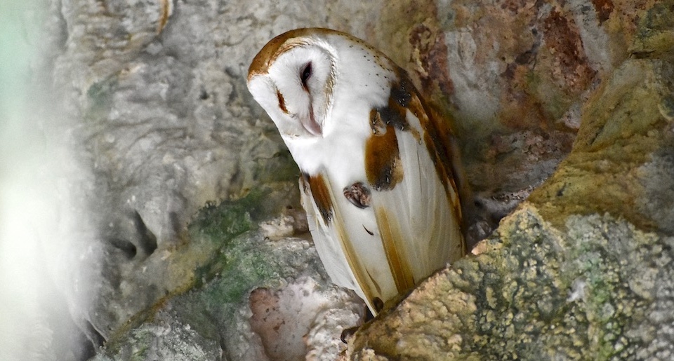 Tyto alba niveicauda Baracoa Cuba Birding Birdwatching Oiseaux Aves Pajareo