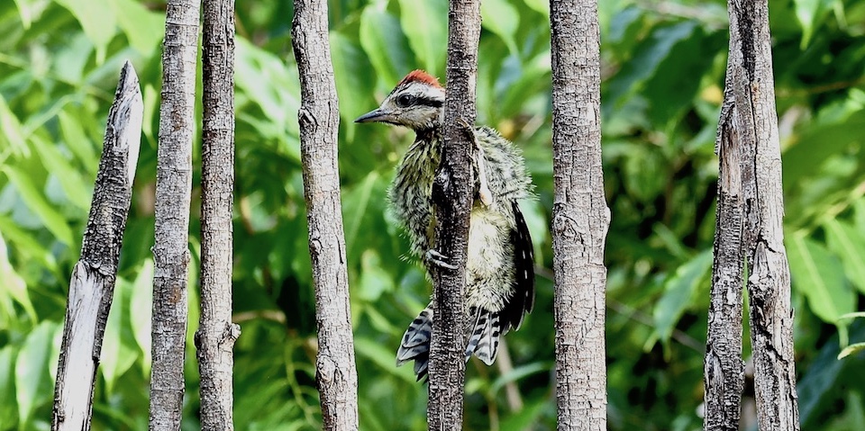 Xiphidiopicus percussus Baracoa Eastern Cuba Birdwatching Birding Oiseaux Aves Pajareo